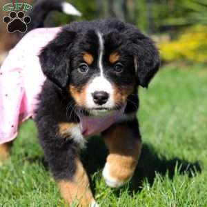 Jewel, Bernese Mountain Dog Puppy